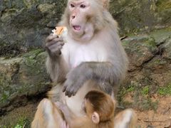 -黔灵山公园