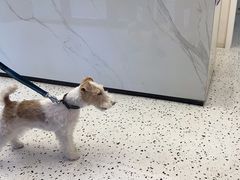 -瑞派康怡24h宠物医院·犬猫医疗中心·微创绝育(瑞景分院)