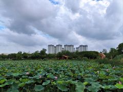 -澹台湖公园