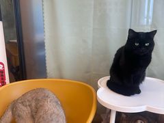 -有喵·猫咖·狗咖·30几只猫10只小狗(岗厦店)