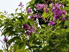 -金山植物公园