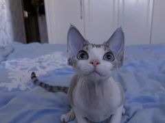 -山宅一喵德文卷毛猫舍
