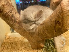 -龙猫仔乐园(惠福东路店)