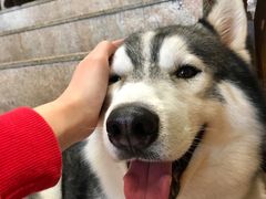 -more than meow吴止猫主题餐厅(承德 中船汇店)