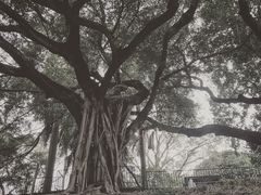 景点-九龙公园