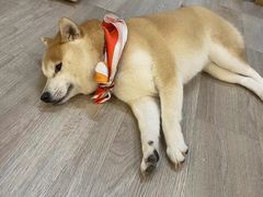 -柴迷FANS CLUB·柴犬狗咖·猫咖