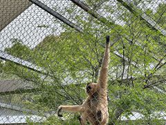 -合肥野生动物园