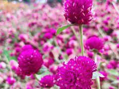 -紫海香堤香草艺术庄园