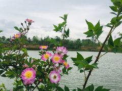 -白鹭湾湿地公园