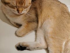 -飞行喵MR PILOT|猫舍·猫咖(静安大融城店)