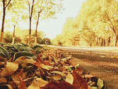 -永定河休闲森林公园