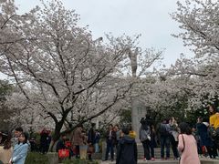 -武汉大学-樱园
