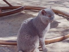 -喵屿·大理花园猫咖