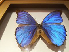 -上海大自然野生昆虫馆(东方明珠·爬宠昆虫探索中心)