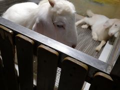 -上海大自然野生昆虫馆(东方明珠·爬宠昆虫探索中心)