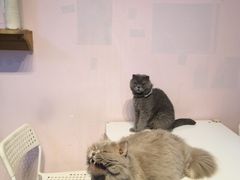 -我爱猫咪·猫咖·狗咖·安哥拉兔·羊驼咖(小寨华旗店)