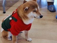 -南京Hallo宠物乐园·哈罗犬舍·柴犬繁育基地