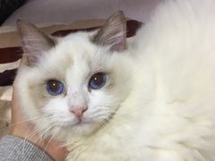 -Bastet sally猫舍购宠(静安店)
