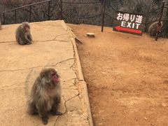 -岚山猴子公园