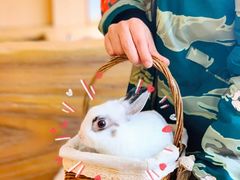 -猫猫幼稚园·撸猫·桌游·电玩