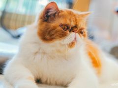-飞行喵MR PILOT|猫舍·猫咖(静安大融城店)