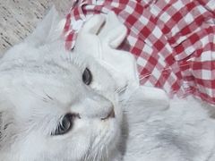 -藏猫猫咖啡主题馆(中央大道店)