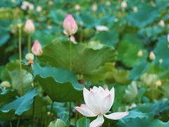 -荷塘月色湿地公园·向阳花洲