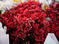 -循礼门鲜花花市(武汉循礼门店)