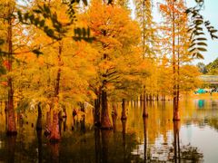 -白鹭湾湿地公园