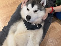 -Husky Go! 哈士奇体验馆·宠物咖啡厅狗咖