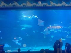 -烟台海昌鲸鲨海洋公园