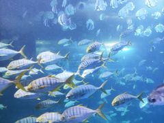 -太平洋海底世界