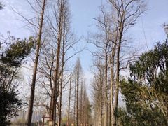 -洋湖国家湿地公园