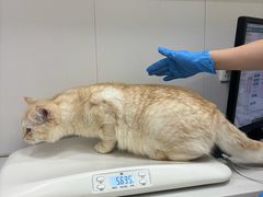 -博特宠物医院24h犬猫全科.骨科·异宠
