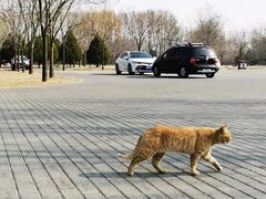 -野鸭湖国家湿地公园