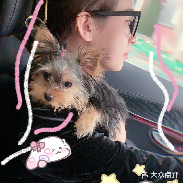 约克夏第一次做美容