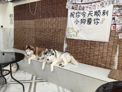 -星多哈·狗咖·拼豆·咖啡