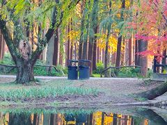 -上海共青森林公园