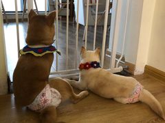 -柴犬小屋·柴餐厅·狗咖食堂(金鼎广场店)