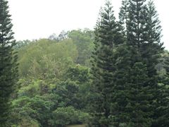 -深圳仙湖植物园