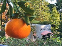 -三鹰之森吉卜力美术馆