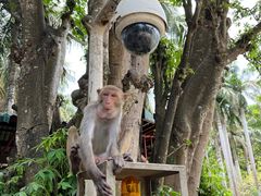 -南湾猴岛+椰田古寨一日游