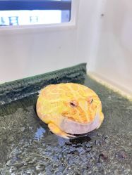 -Moni星球萌宠·小马宝莉·灵蛇·高端高阶全萌宠互动体验俱乐部(红豆国际广场店)