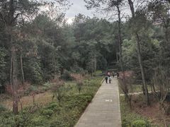 -铁山坪森林公园