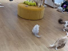 -1013 PET SHOP精品宠物商店(丁香店)