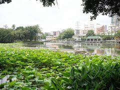 -荔湾湖公园