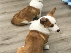 -浣熊柯尔鸭土拨鼠·电玩咖