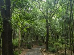 -紫金山山顶公园