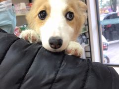 -小叮当动物医院·骨科·眼科