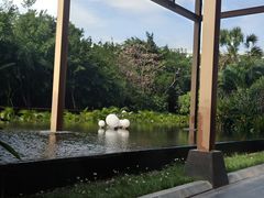 -三亚湾红树林度假世界(木棉酒店)